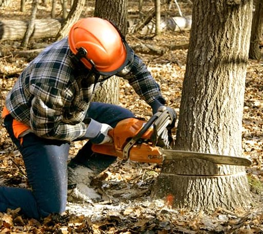 Tree Removal in Oxbow, ME